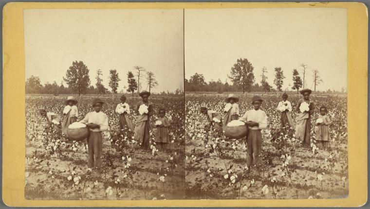 Workers posing in a cotton field