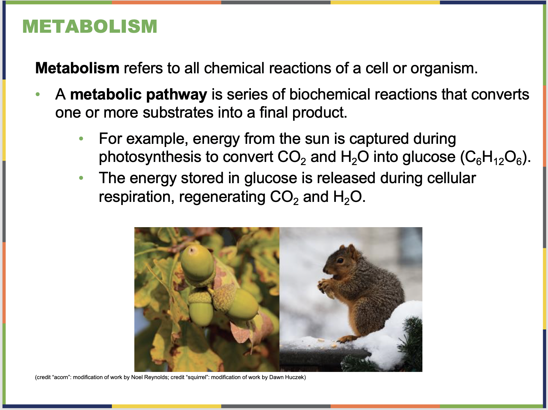Metabolism Sample Slide