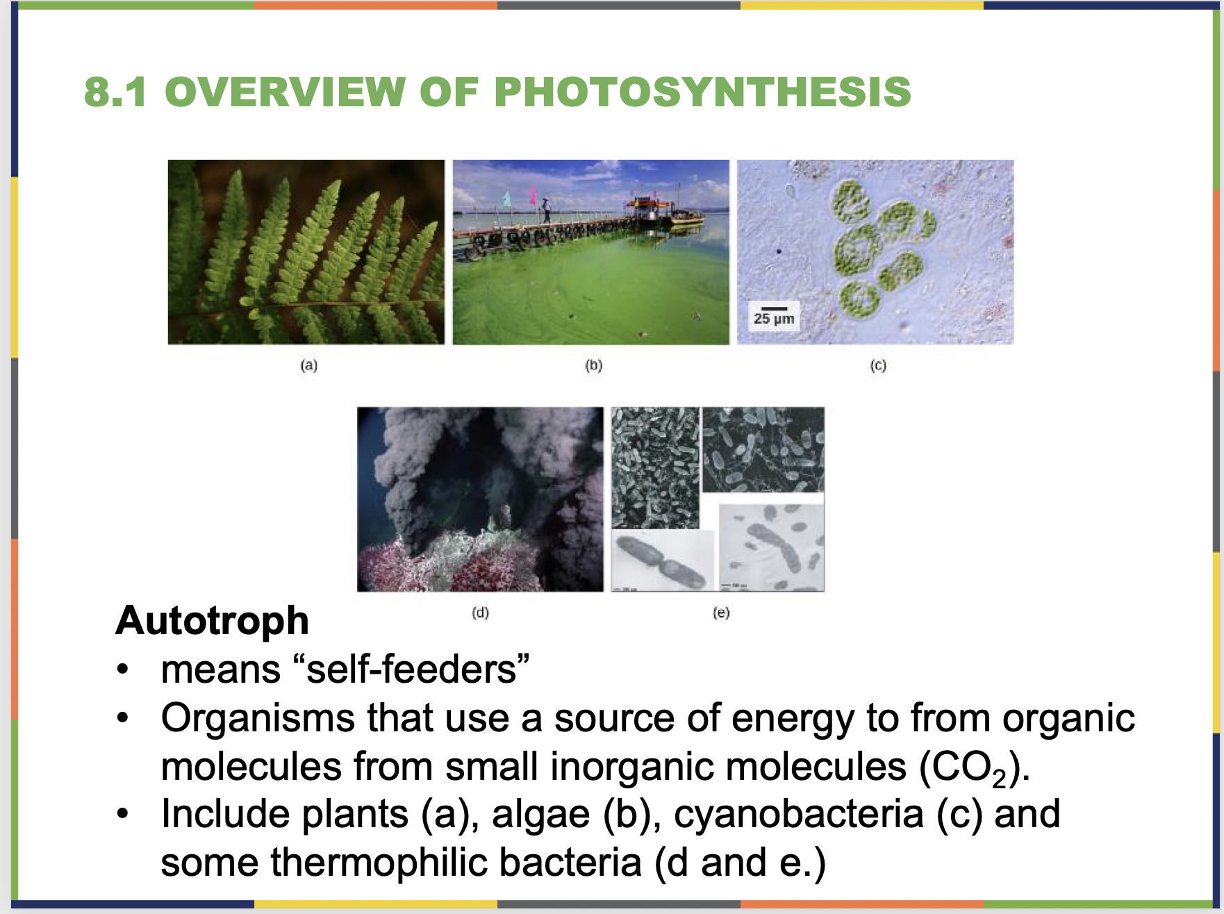 Photosynthesis Sample Slide