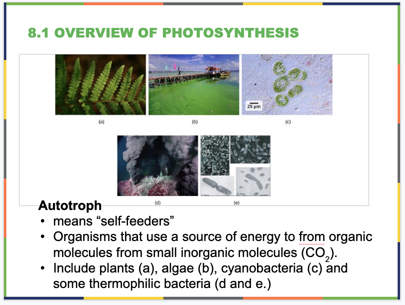 Photosynthesis Slide