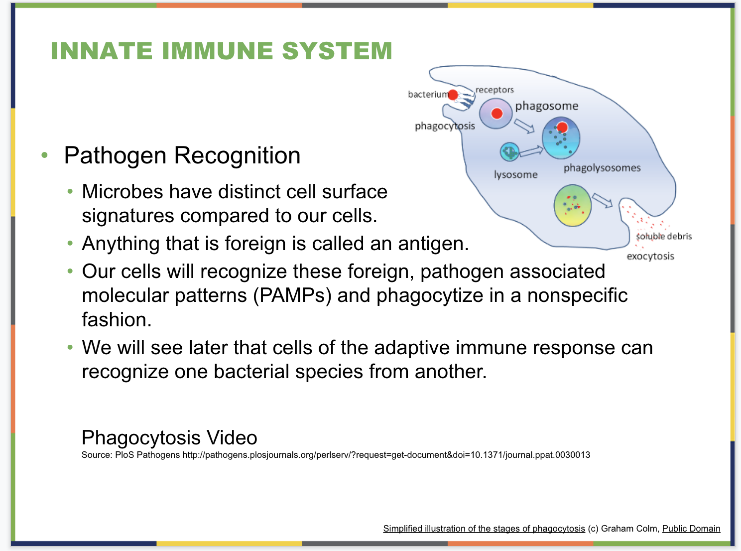 The Immune System Slide