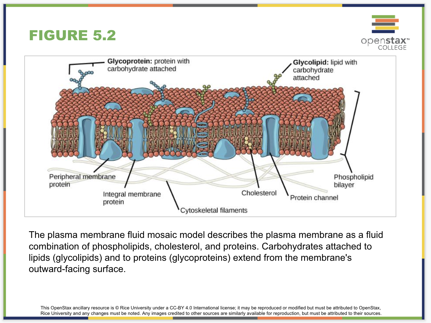 Structure and Function Plasma Membranes Slide